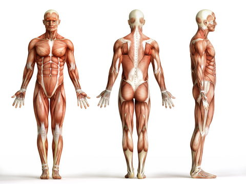 Anatomy of Human Body
