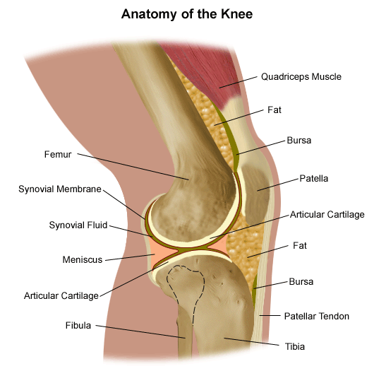 Anatomie des Knies