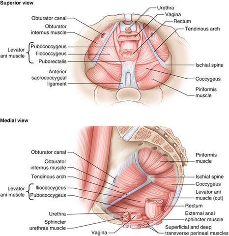 Levator Ani Syndrome Trigger Point Therapy