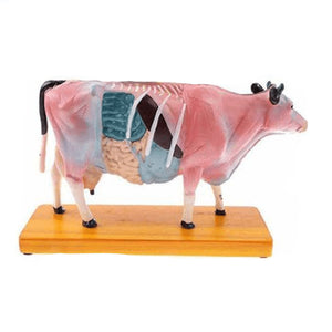 Acupuncture Points and Anatomy Model-cow - Petmedtools
