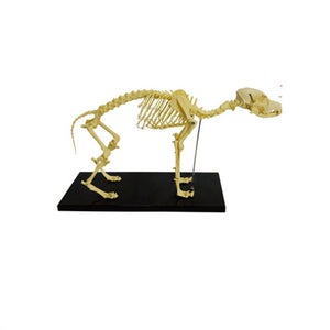 Dog Skeleton Model - Petmedtools