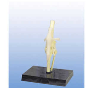 Dog knee joint model - Petmedtools