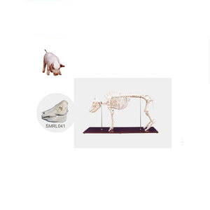The Model of Pig Skeleton(Skull) - Petmedtools