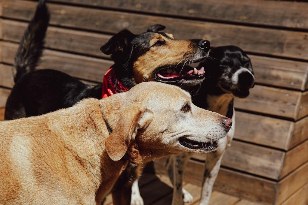 Perros de la casa