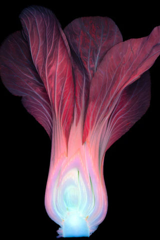 Bok Choy Under Ultraviolet Light, Philip Rosenberg, 2024, digital photography, 22 x 17 in. / 55.88 x 43.18 cm.