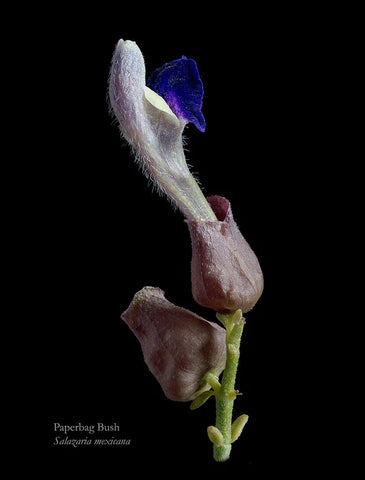 Paper Bag Bush - Inflorescence, Paul Ivanushka, 2023, archival pigment print, 20 x 16 in. / 50.8 x 40.64 cm.