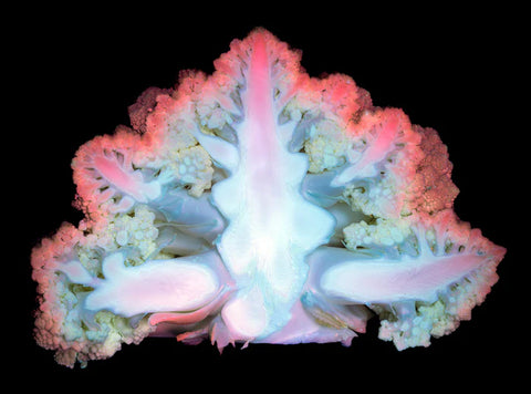 Romanesco Cauliflower Under Ultraviolet Light, Philip Rosenberg, 2024, digital photography, 22 x 17 in. / 55.88 x 43.18 cm.