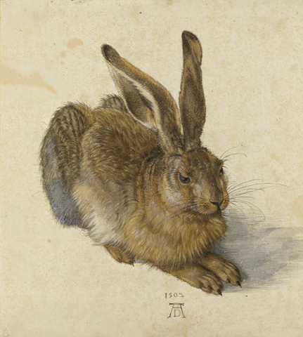 Hase Albrecht Dürer1502