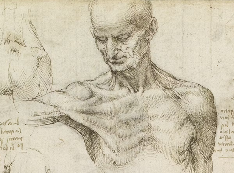 Leonardo da Vinci - Superficial anatomy of the shoulder and neck (recto)