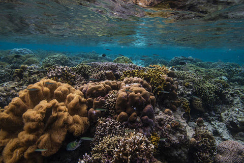 Underwater Flora