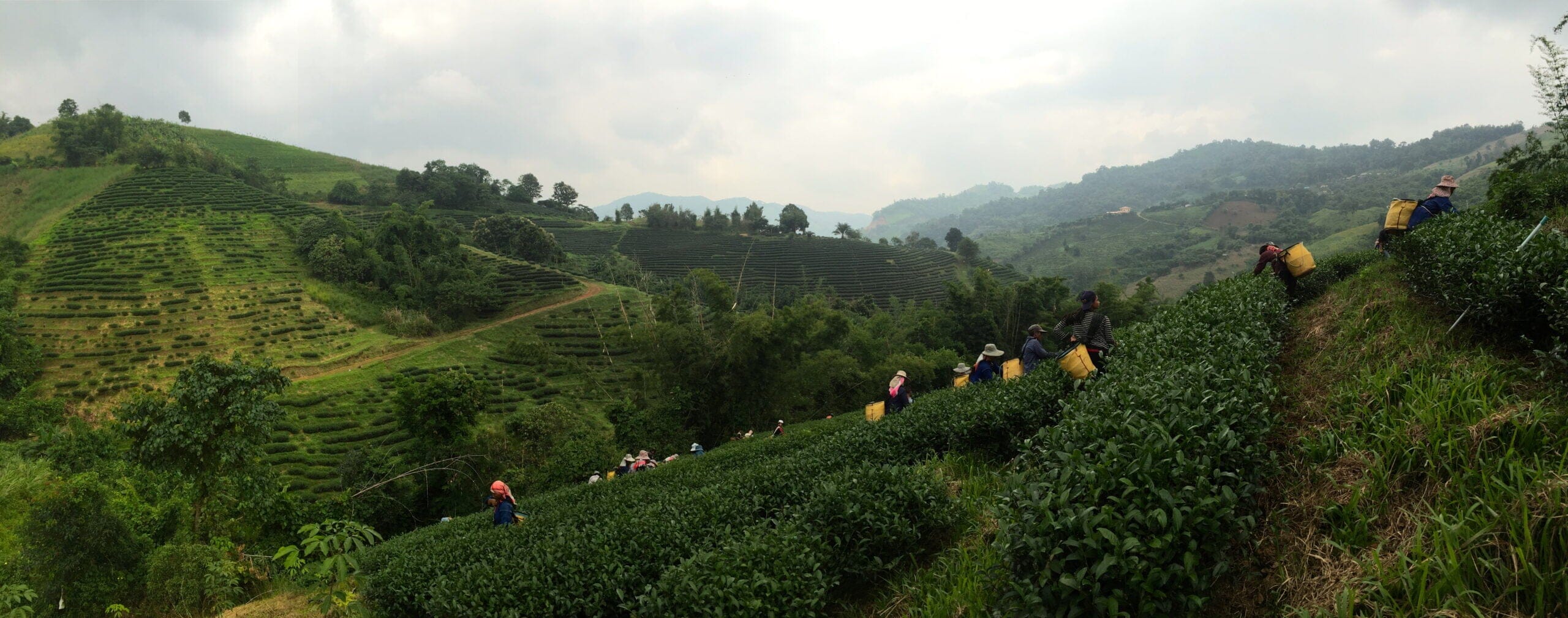 Rishi Wild Organic Thai Black Tea