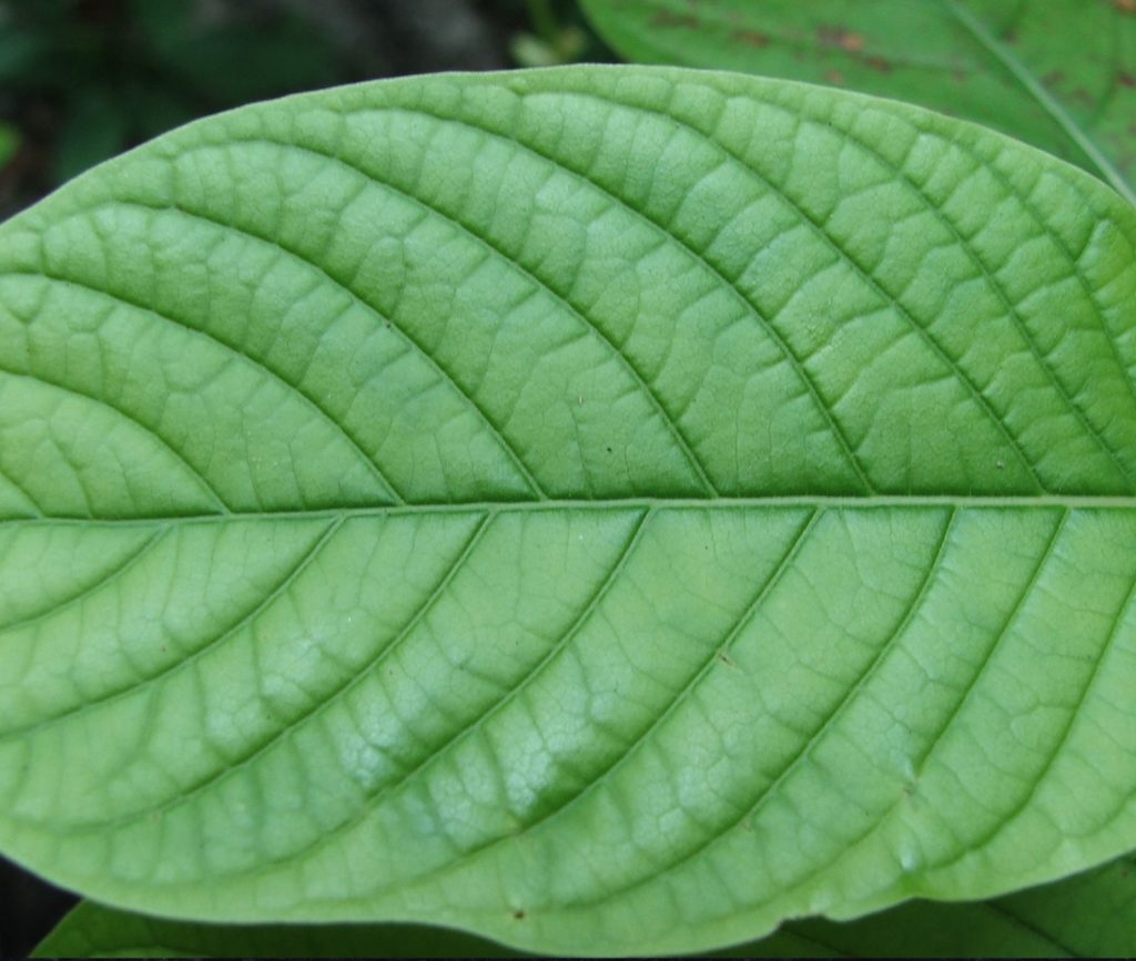 green-vein-kratom