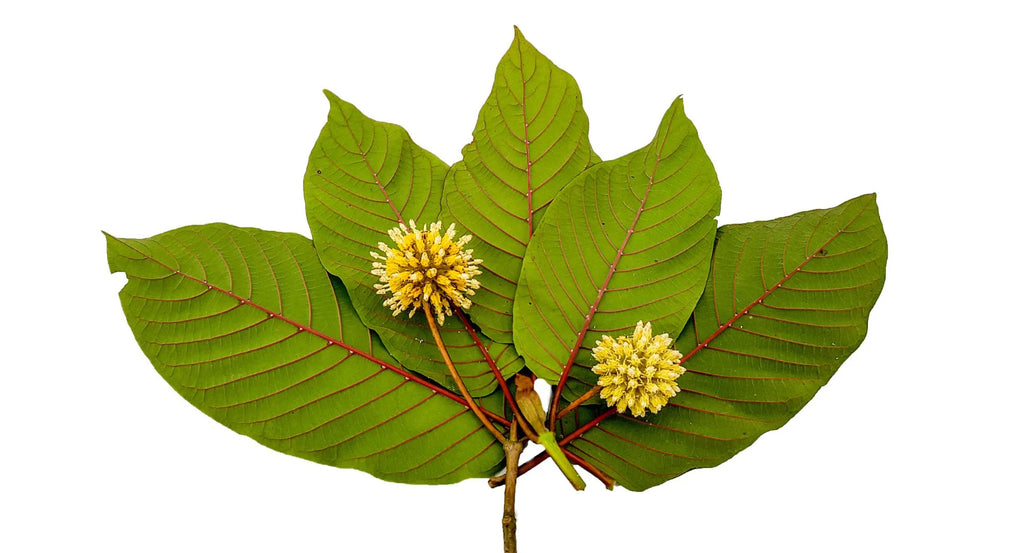 red-vein-kratom