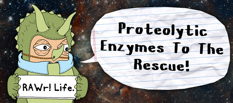 rawr life proteolytic enzymes