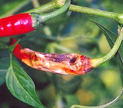 fruit borer in chilli