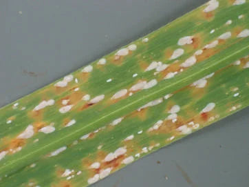 Mites pest in Sugarcane Crop