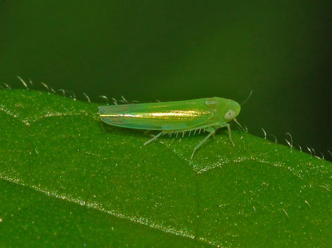 ಚಿಗುರೆಲೆಗಳು