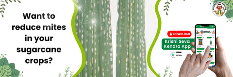 ಕಬ್ಬಿನ ಹುಳಗಳು