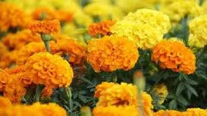 Marigold Farming: Tips for Successful Cultivation