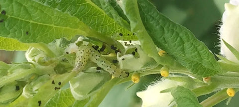 Leaf Webber pest in Sesame crop