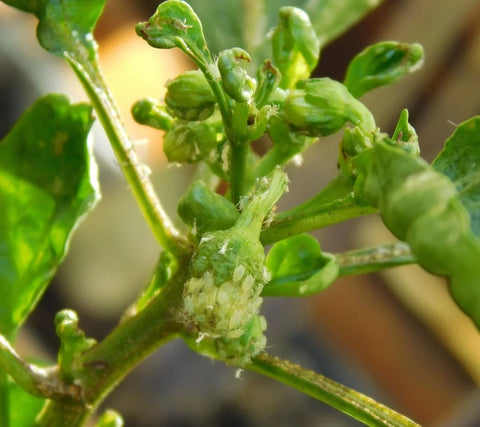 aphids treatment
