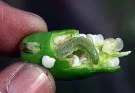 Controlling of Fruit Borer in Chilli plant