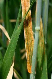 Yellow Rust / Stripe rust in Wheat