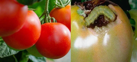 fruit borer in tomato