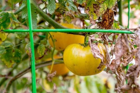 Control Measures to manage Early blight in Tomato Crop