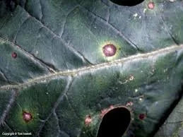 Cercospora Leaf Spot in Okra Plant