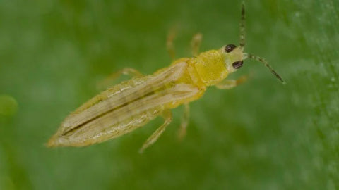 Thrips in Grapes Crop