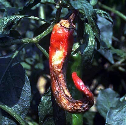 fruit borer in chilli