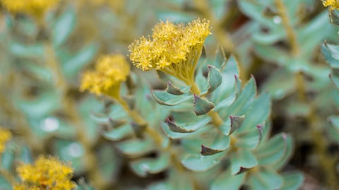 Rhodiola rosea