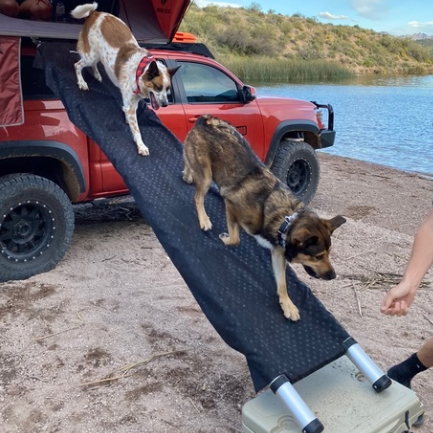 Dogs going down ladder ramp