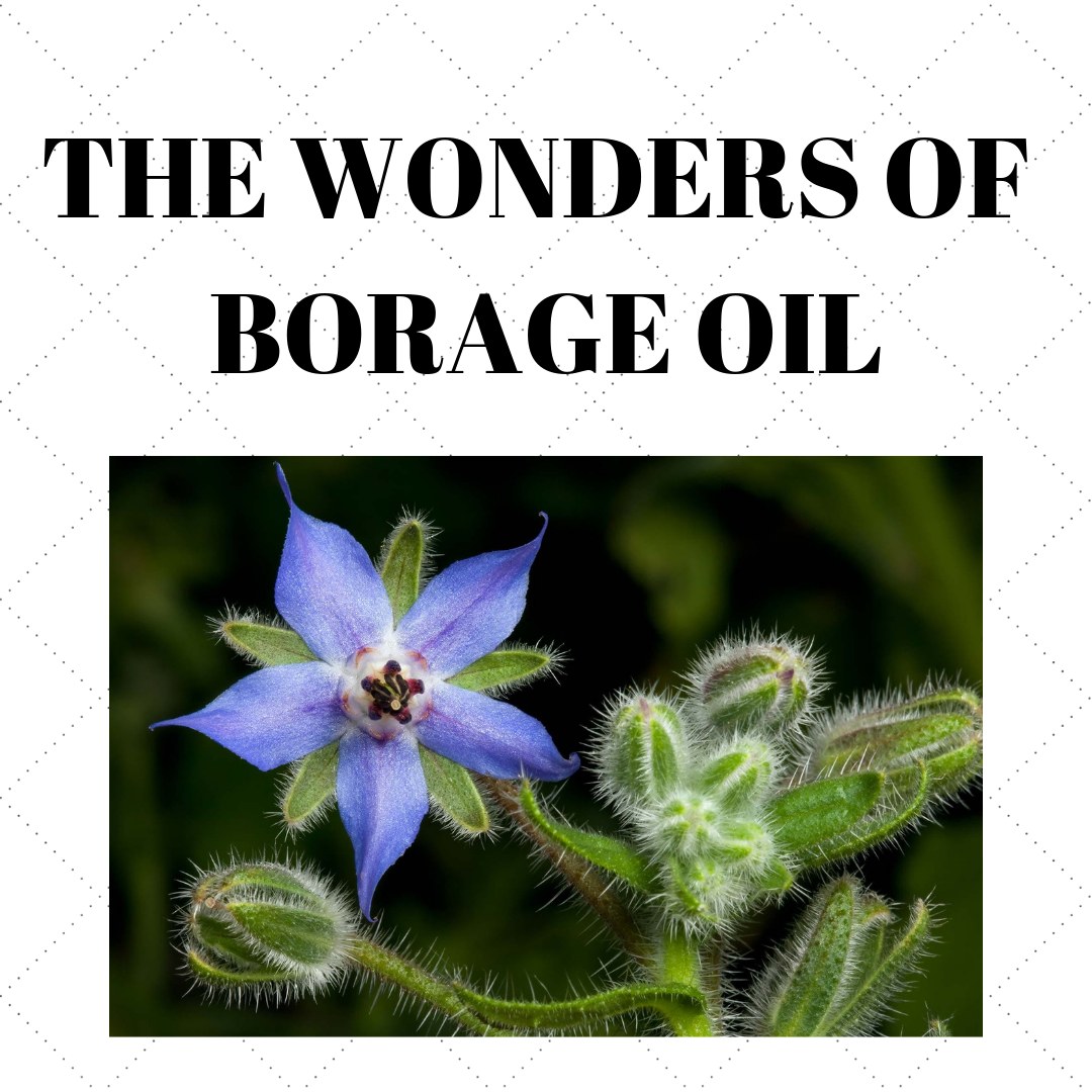 Buy Greenwood Essential Pure Borage Oil Borago officinalis 100 Natural  Therapeutic Grade for Hair and Skin 15ml 050 oz Online at Low Prices in  India  Amazonin