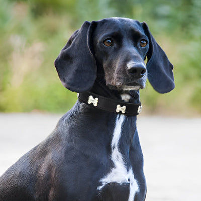 Collier chien Steel Stud™