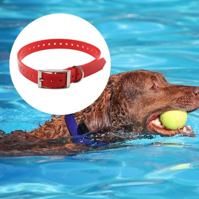 collier-chien-piscine