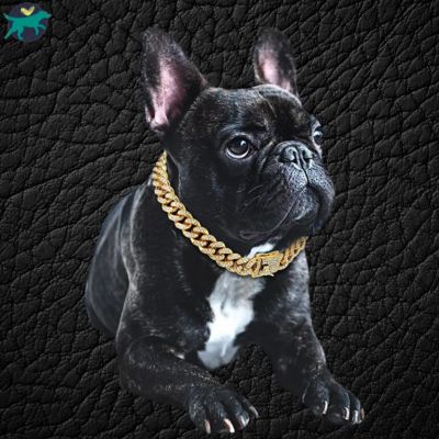 collier-chien-solide