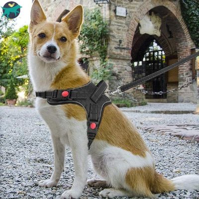 Harnais chien FlexiFit™