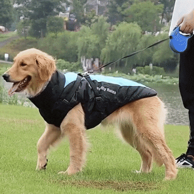 manteaux chien