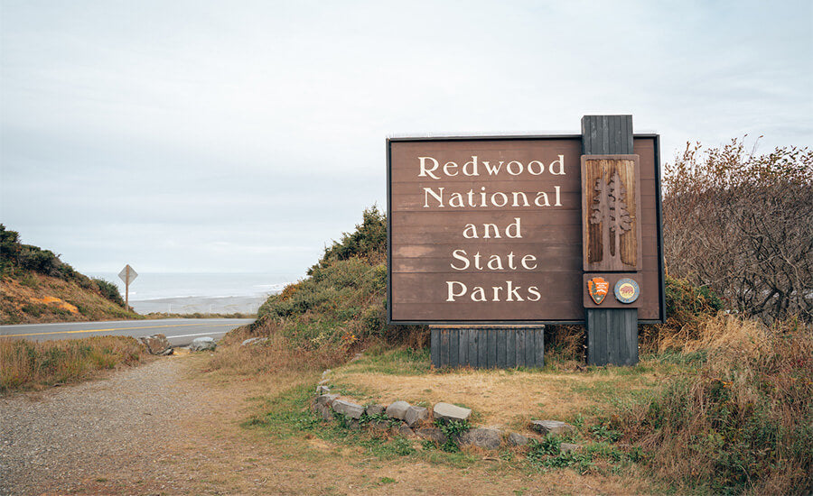 Redwood National Forest, California