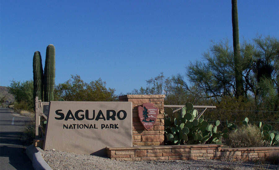 Saguaro Forest National Park, Tucson, Arizona