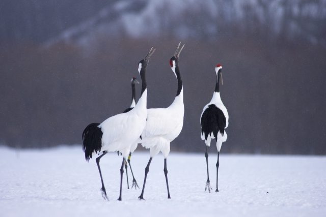 Japanese crane