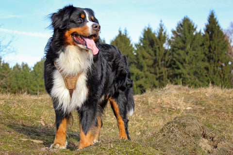 De 10 grootste hondenrassen - Berner sennen