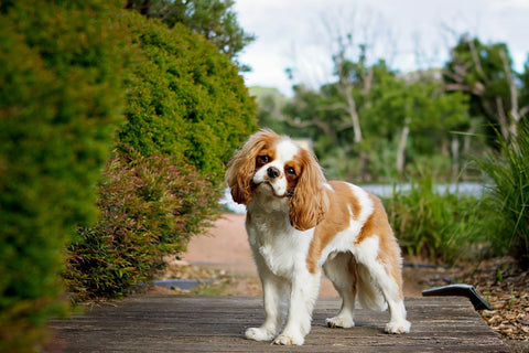 De 10 kleinste hondenrassen - Cavalier King Charles Spaniël