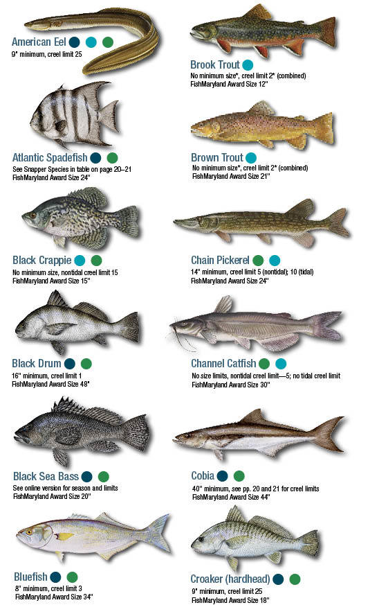 Regulaciones de pesca de Maryland de 2023
