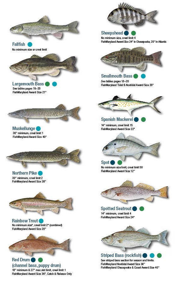 2023 Maryland Fishing Regulations