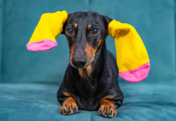 Cute Dachshunds with socks on ears