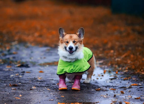 Dog in rainboots