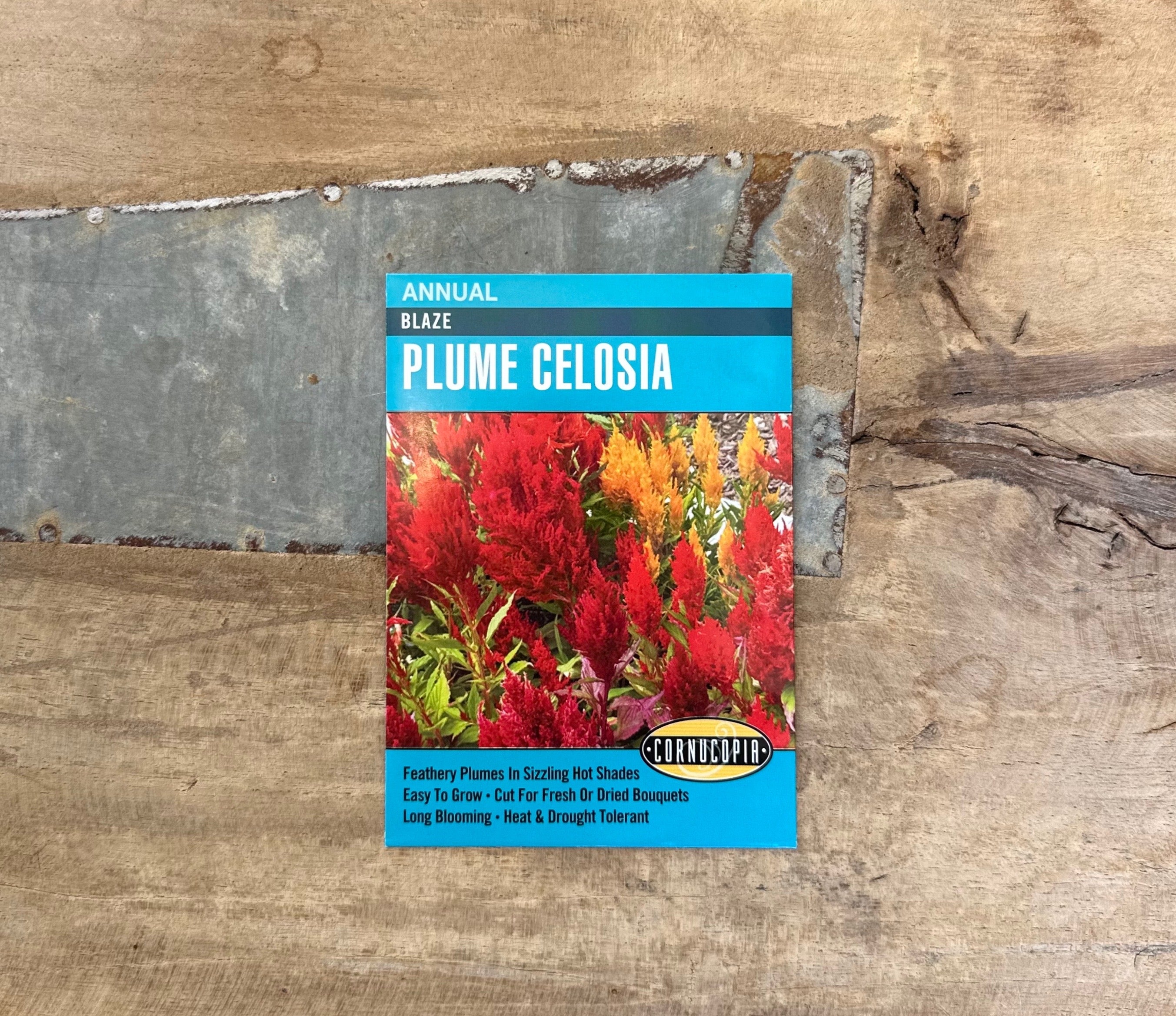 Blaze Plume Celosia Seeds